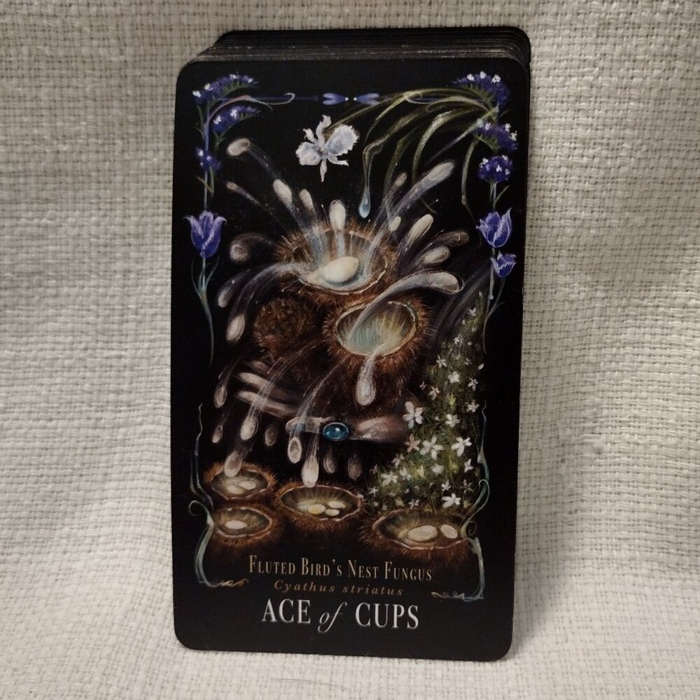 Midnight Magic - Picture 9 of 14
